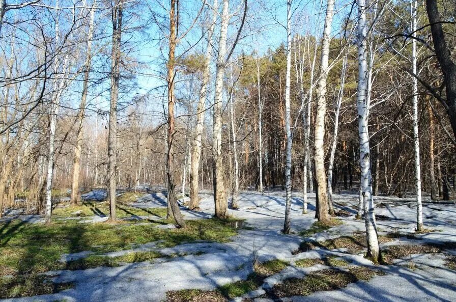 Весенняя Проталинка Левитана. Весенний лес. Весенний пейзаж.