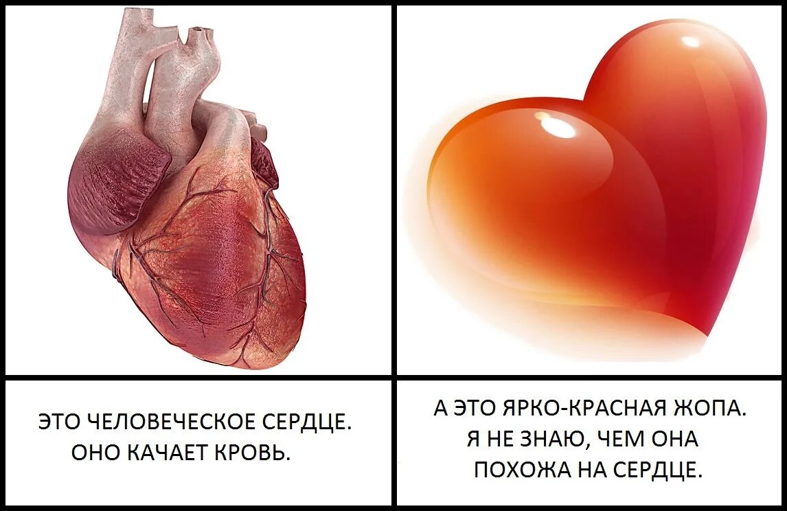 Сердца похожие на человеческие. На что похоже сердце. На что похоже сердечко. На что похоже сердце человека. Ее сердце сильное сердце