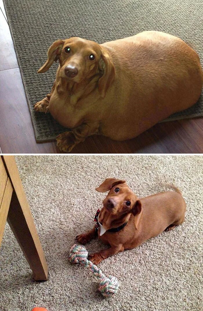 Жирные собаки. Самая толстая собака. Толстая собака до и после. Самая толстая собака в мире.