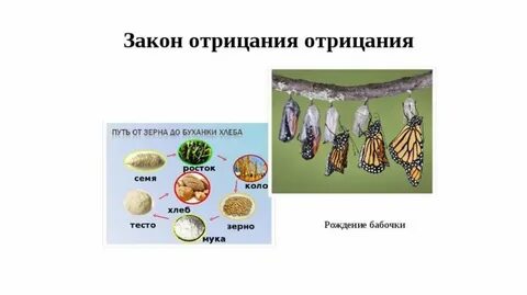 Основные законы диалектики закон отрицания отрицания