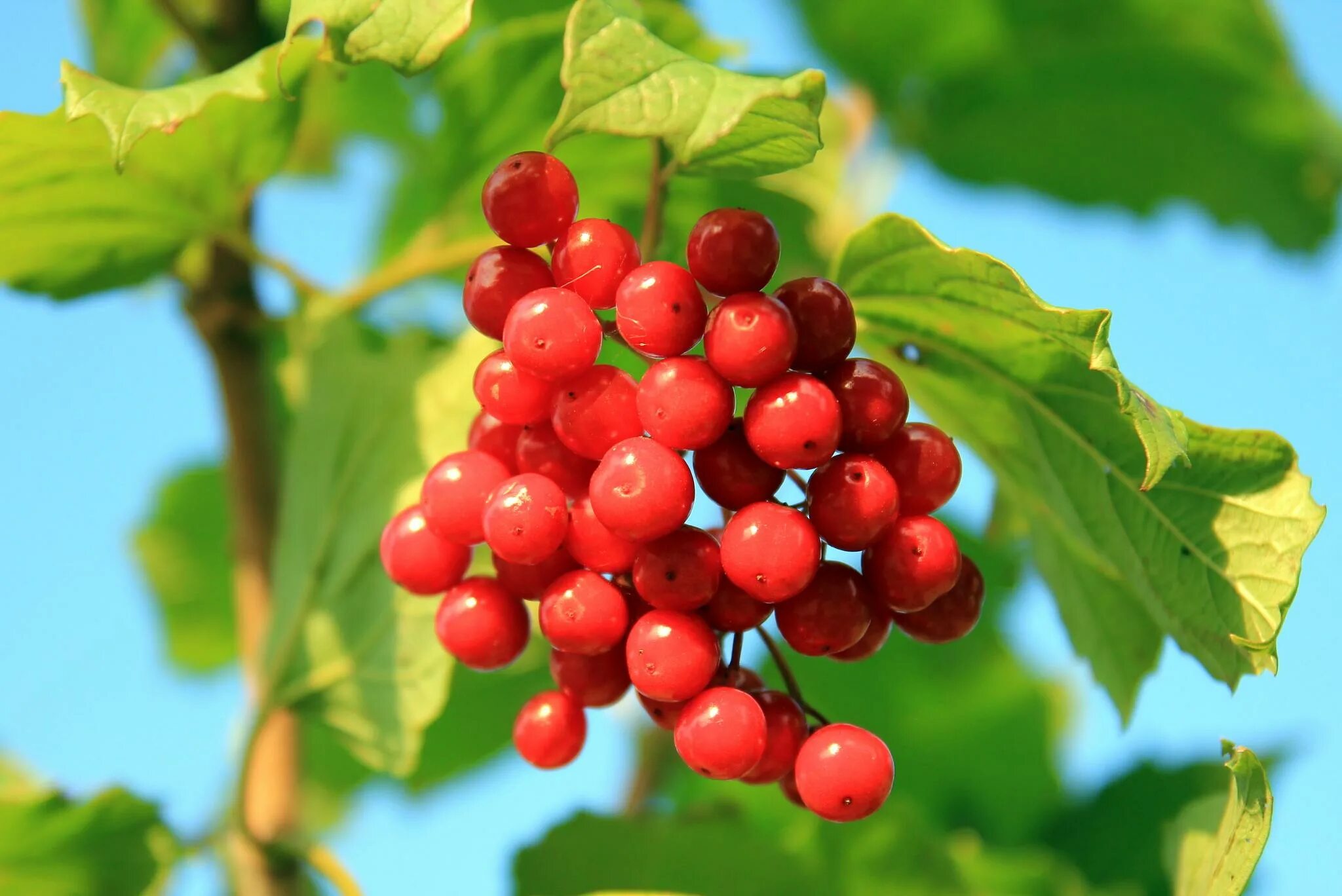 Калина (Viburnum). Калина обыкновенная Viburnum opulus l.. Калина обыкновенная (красная)Viburnum opulus. Калина обыкновенная красная гроздь. Купить калину в орле