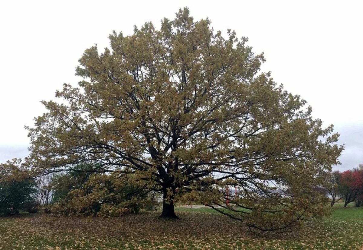 Дуб монгольский черешчатый. Дуб монгольский (Quercus mongolica). Дуб черешчатый. Дуб курчавый - Quercus crispula. Диаметр дуба черешчатого