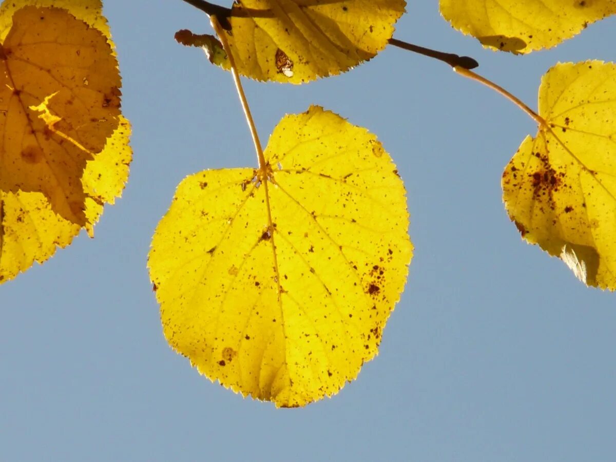 Как выглядит лист липы осенью Free Images : branch, sunlight, autumn, yellow, season, maple leaf, lime, decidu