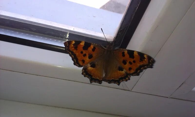Залетела бабочка Шоколадница. Бабочка залетела в дом. Залетела бабочка крапивница. Залетела бабочка в окно.