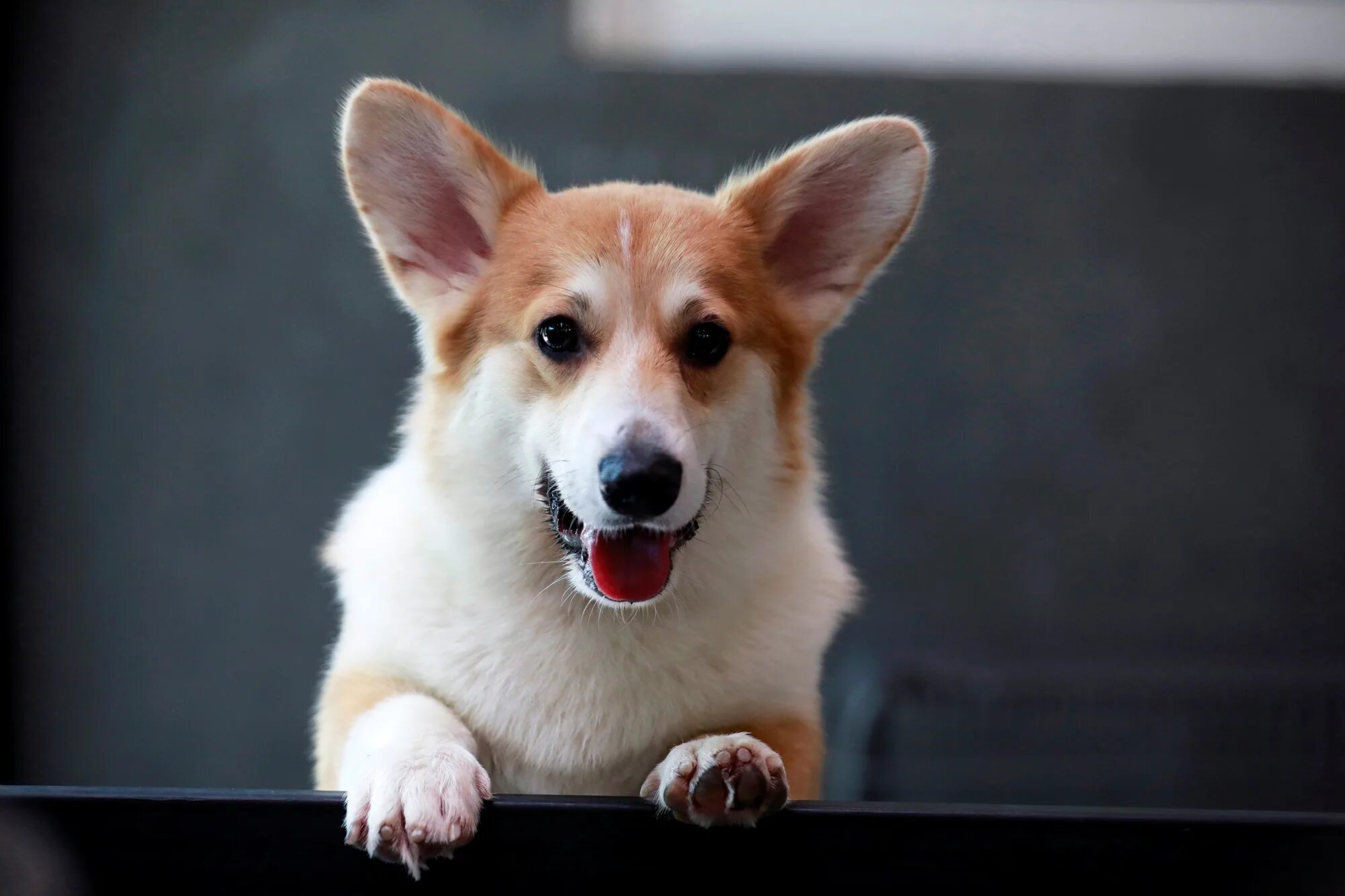 Корги мокко. Корги. Корги фото. Корги кафе. Corgi in the Garden кафе.