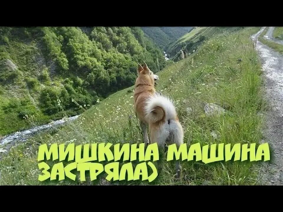 Мишкина машина. Мишкин машина. Автомобиль Mishkin. Мишкина машинка. Мишкин автомобиль.