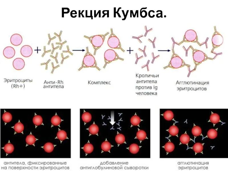 Антитела к антигенам эритроцитов. Реакция антиген-антитело. реакция кумбса. агглютинация реакция склеивания эритроцитов. прямая реакция кумбса схема. агглютинация проба кумбса.