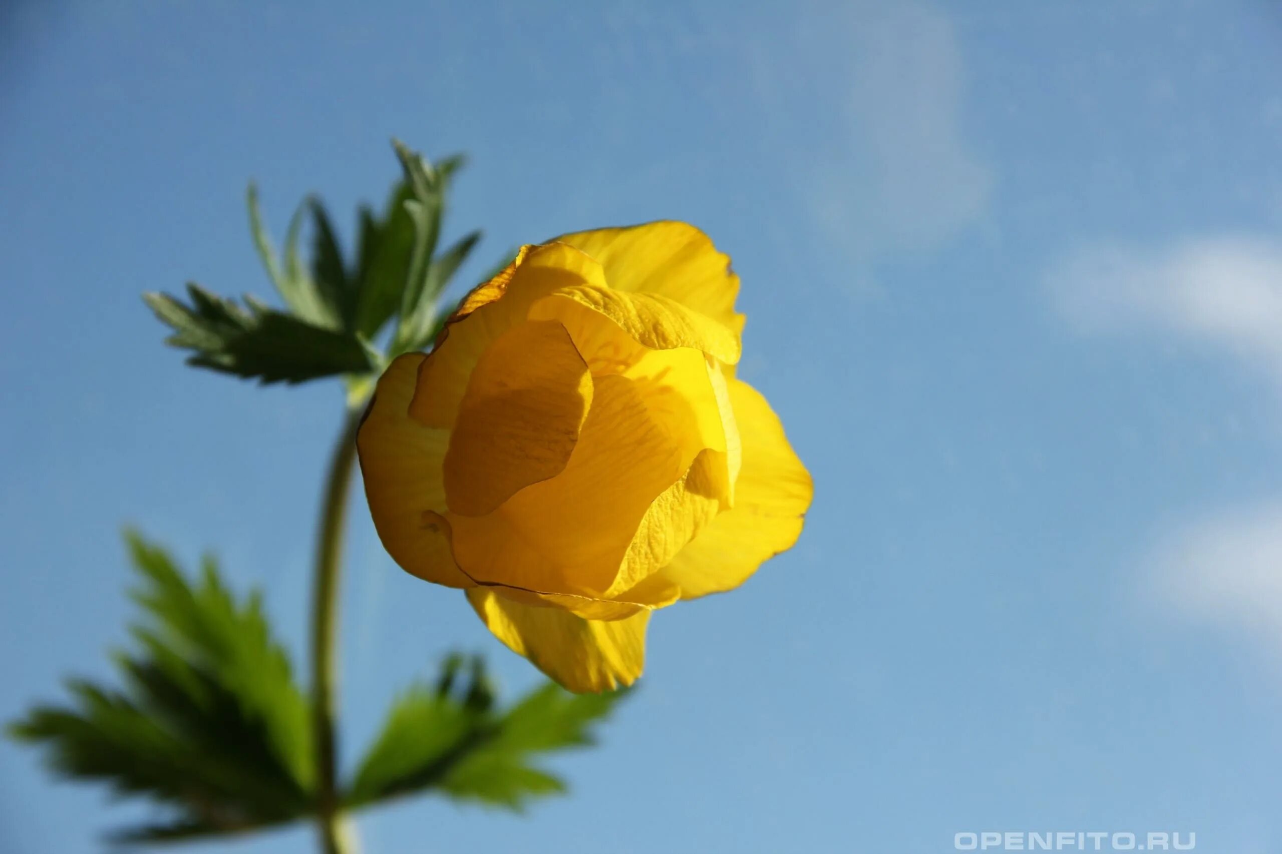 Италмас сайт. Купальница италмас. купальница европейская (trollius europaeus). италмас купальница европейская. италмас цветок.