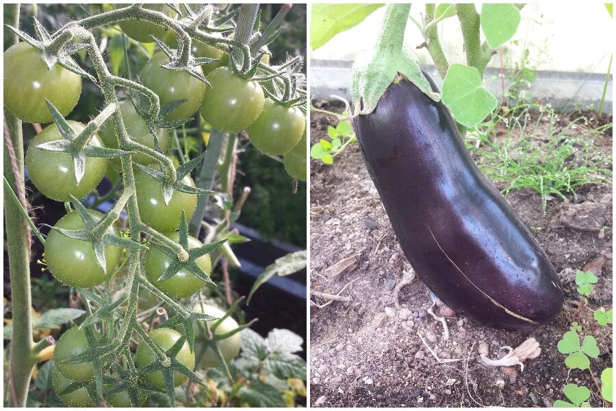 Семена баклажан. Как посади ь баклажан. Посадка перца по два в одну лунку. Рассада баклажанов на грядке. 2 баклажанов в одну лунку.