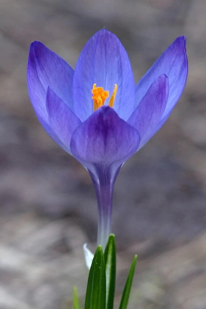 Разбор крокуса. Крокус Шафран синий. Крокус Шафран голубой цветок. Крокус сростнолистный. Крокус синий цветок.