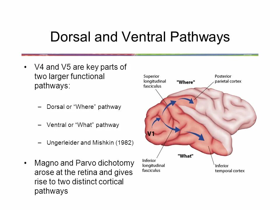 Pathways 2. Ventral pathway. ventral еректил. ventral stream. dorsal ventral mesostrial dopamine pathways.