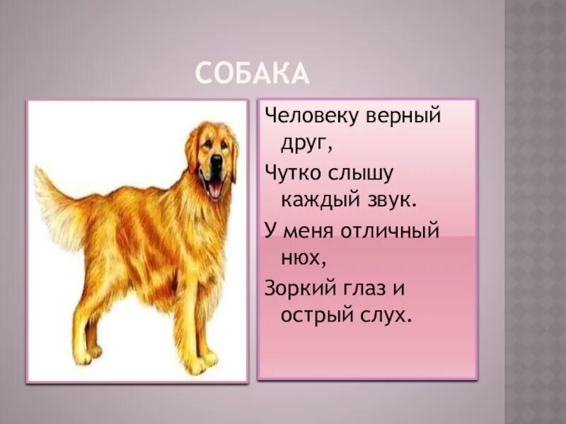 Щенок какие звуки. Загадка про собаку. Загадка про собаку для детей. Загадка про собаку для малышей. Загадка про собаку для дошкольников.