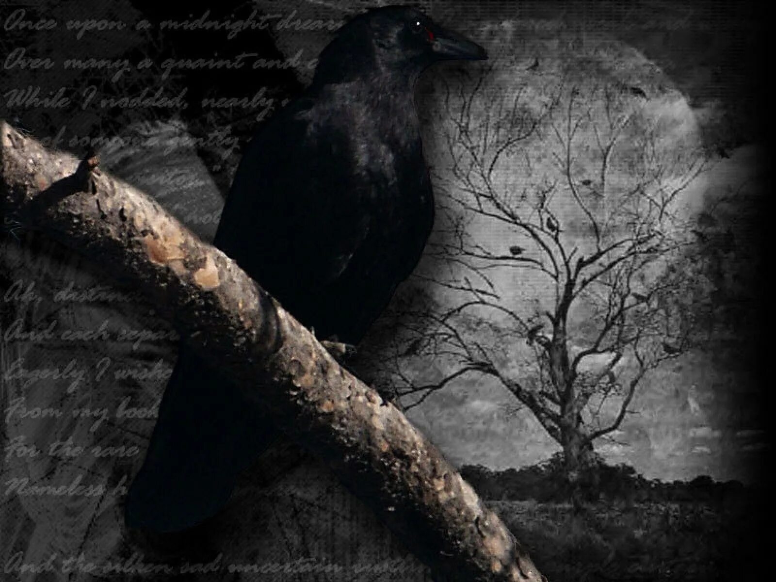 Night crows русский язык. Ворона. Мистические вороны. Черный ворон. Ворон на ветке.