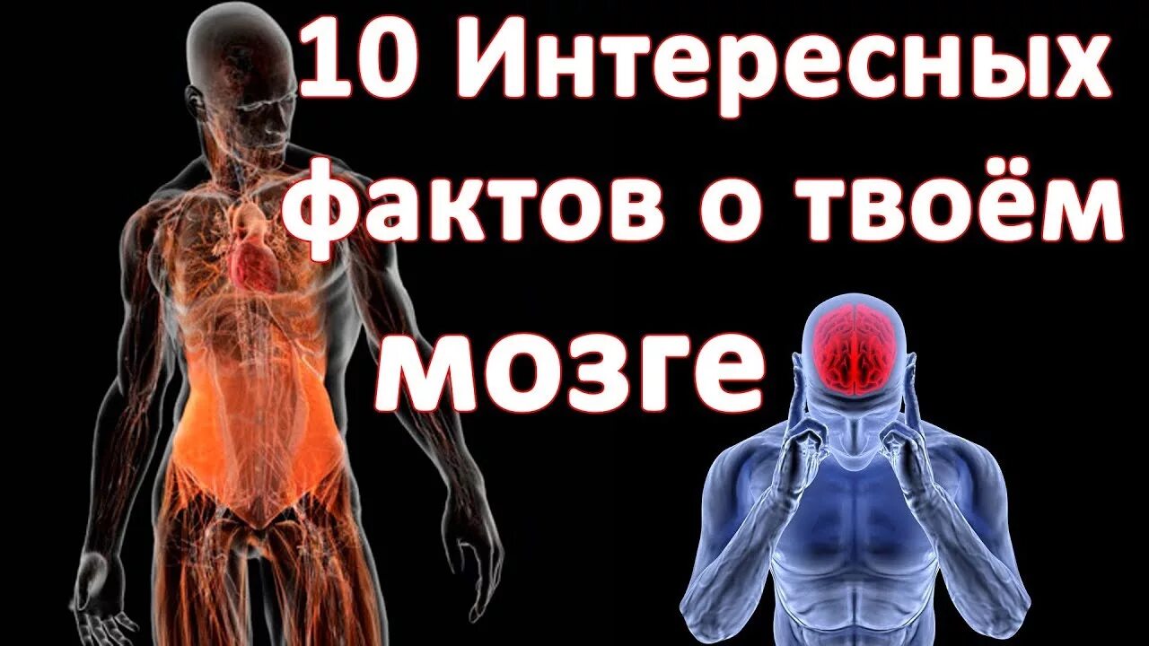 Как в мозге человека запечатляется информация 6. Интересные анатомические факты. интересные факты о человеке и его организме. удивительные факты о теле человека. интересные медицинские факты о человеке.