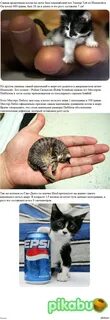 Самое маленькое кошачье