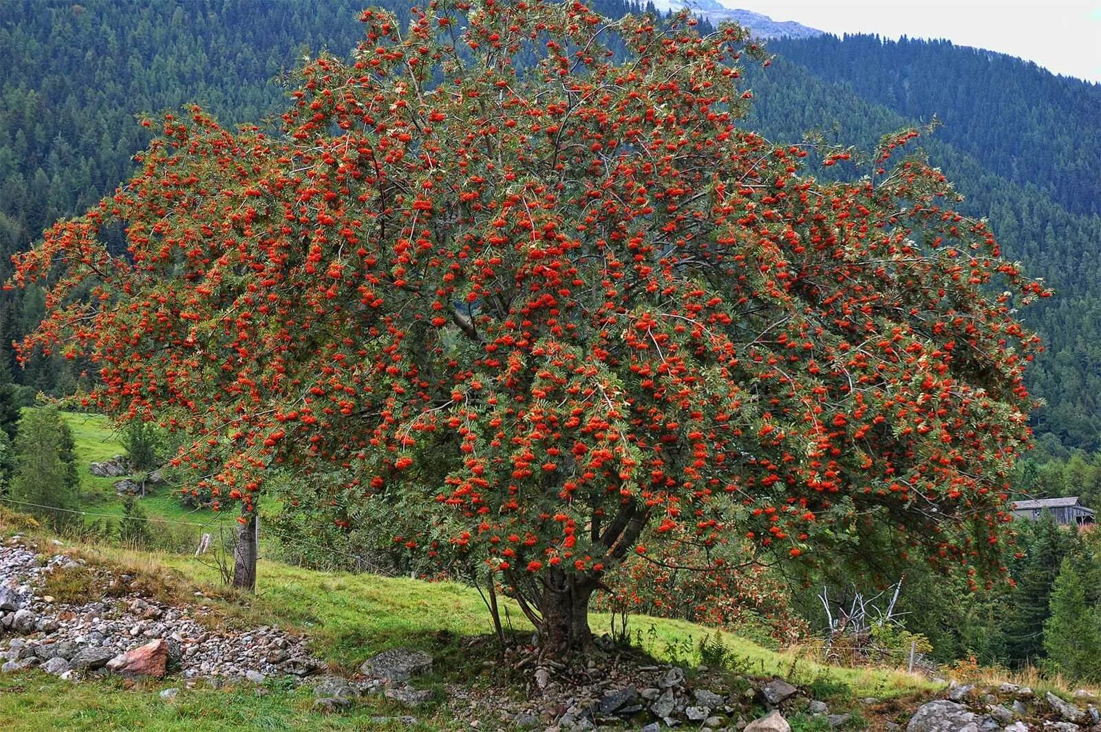 Деревья растущие в сибири. Рябина обыкновенная (Sorbus aucuparia l.). Рябина Тянь-Шаньская. Рябина обыкновенная Мультиштамб. Боярышник рябина дуболистная.