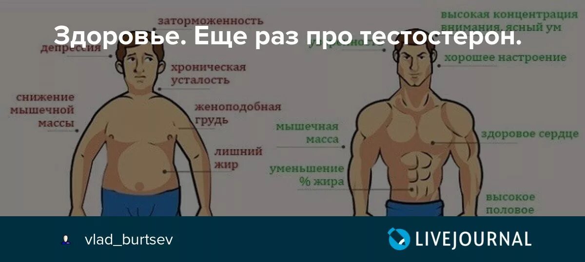 Снижается ли тестостерон при онанинизма. Тестостерон. повышение уровня тестостерона. мужской гормон тестостерон. низкий тестостерон у мужчин.