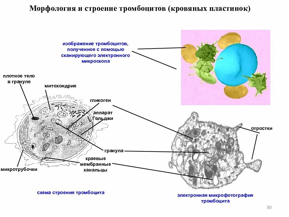 Гранулы тромбоцитов содержат. Строение и структура тромбоцитов. Схема строения тромбоцита. Строение цитоскелета тромбоцита. Кровяные пластинки особенности строения.