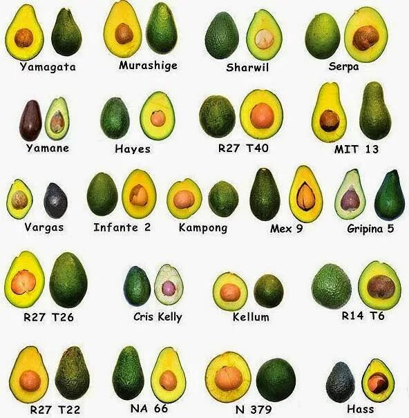 Хасс (сорт авокадо). Сорт зутано авокадо. Авокадо сорт хаас. Сорт зутано авокадо. Авокадо сорт хаас.