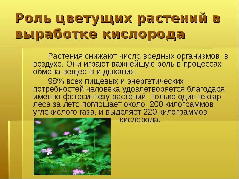 Ведущая роль растений в природном сообществе заключается. Роль растений в природе. Роль растений в жизни человека. Какая роль растений в природе. Растения их роль в природе.