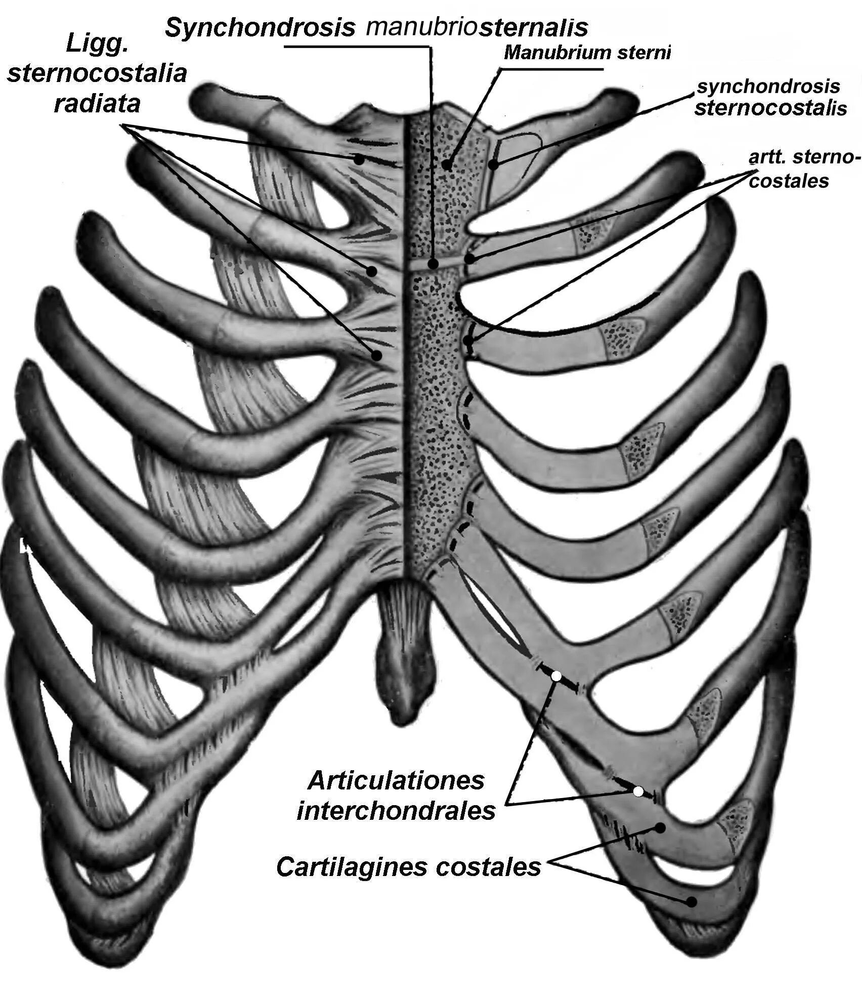 Synchondrosis costae primae