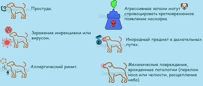 У собаки пахнет моча. Насморк у собаки симптомы. Простуда у собак симптомы.