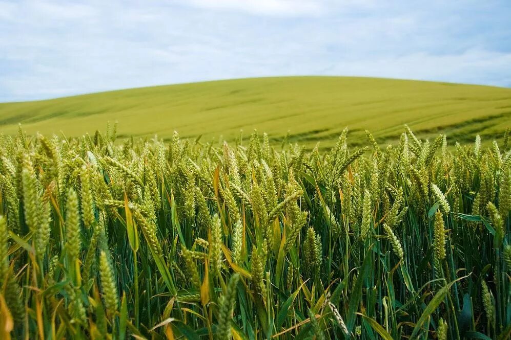 Сельское хозяйство растения. Сельскохозяйственные растения. Поля с сельхозкультурами. Поля с зерновыми культурами. Сельское хозяйство пшеница.