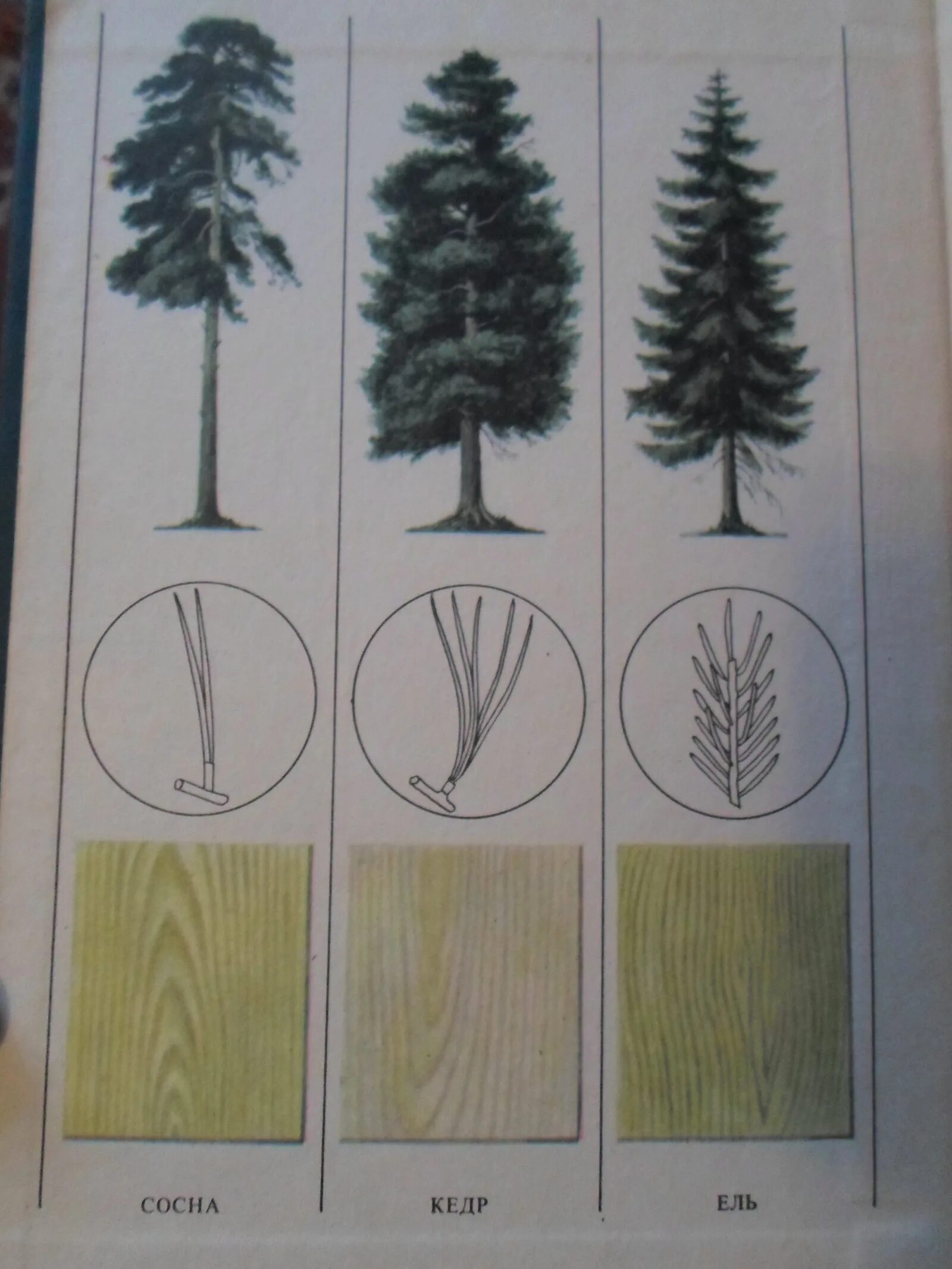 Лиственные породы древесины. Сосновые породы деревьев. Нарисуйте разные породы деревьев. Рисунок разных пород деревьев.