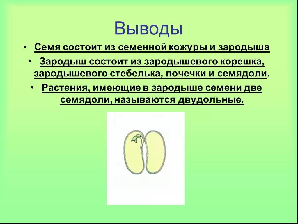 Функции частей семени растения. Семя строение и функции. Строение семени двудольного растения. Строение семени вывод.