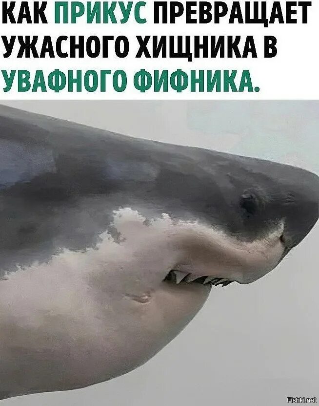 Что ищут шепелявые пираты