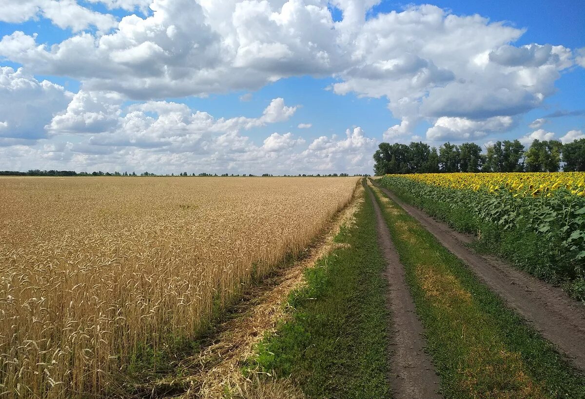 Насколько поле. Межа в поле. Грунтовая дорога в поле. Дорога между полями. Русское поле.