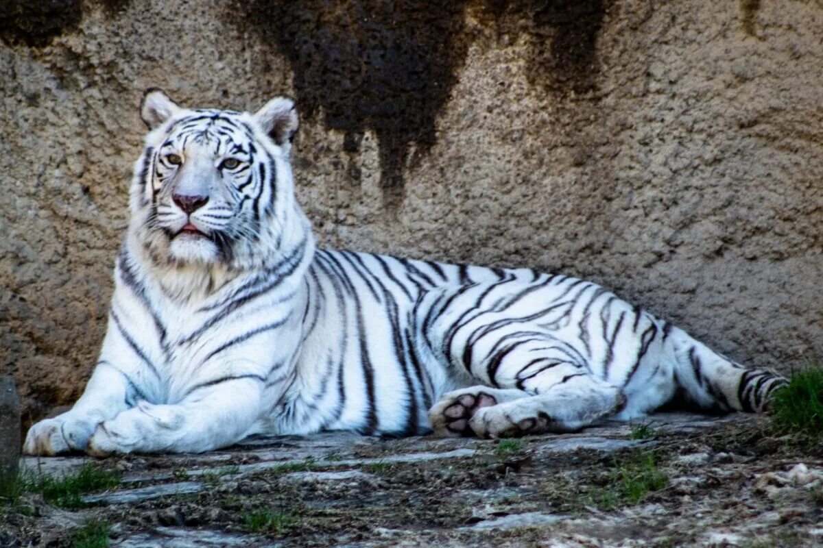 Какой тигр белый. Бенгальский тигр альбинос. Мальтийский голубой тигр. Амурский тигр белый. Белый полосатый тигр.