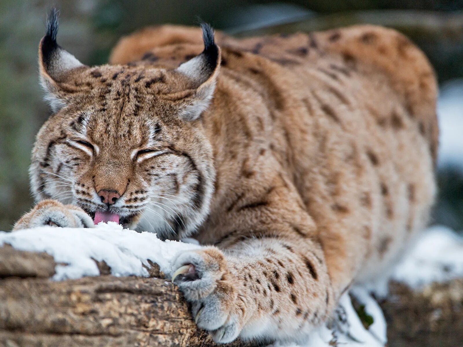 Картинка рысь. Байкальская Рысь. Обыкновенная Рысь. Обыкновенная Рысь Lynx Lynx. Рысь Дальневосточная.