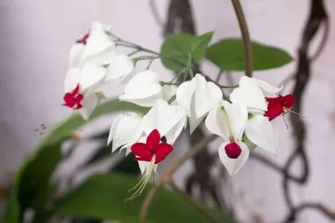 Клеродендрум чтобы цвели