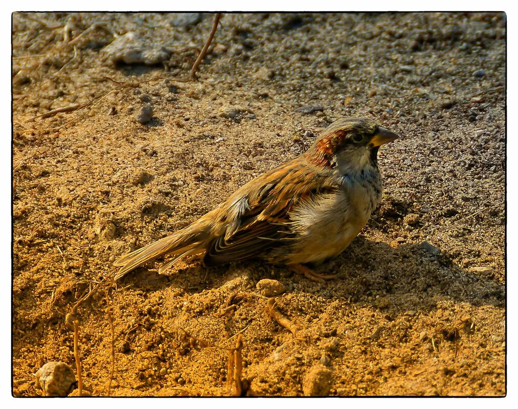 воробей купается в песке. воробей купается в песке. птицы купаются в пыли. воробей купается в песке. воробей трепещет.
