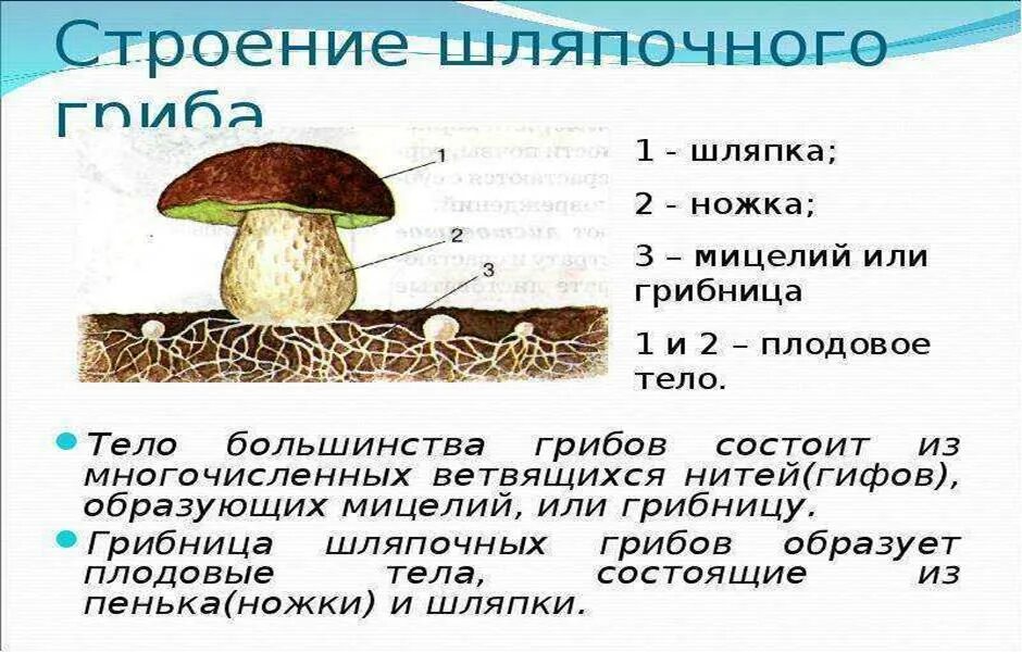 К какому царству относятся грибы 5 класс. Строение грибов 5 класс биология. Строение гриба 5 класс биология. Строение грибов 7 класс. Урок биологии 5 класс грибы общая характеристика.