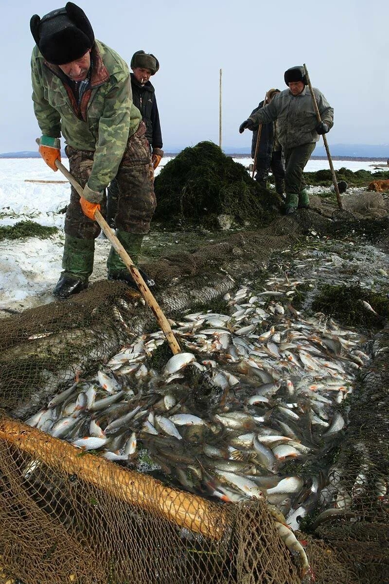 Рыбный промысел на Байкале. Омуль Байкальский зимняя рыбалка. Рыбаки на Байкале. Ловля омуля на Байкале зимой.