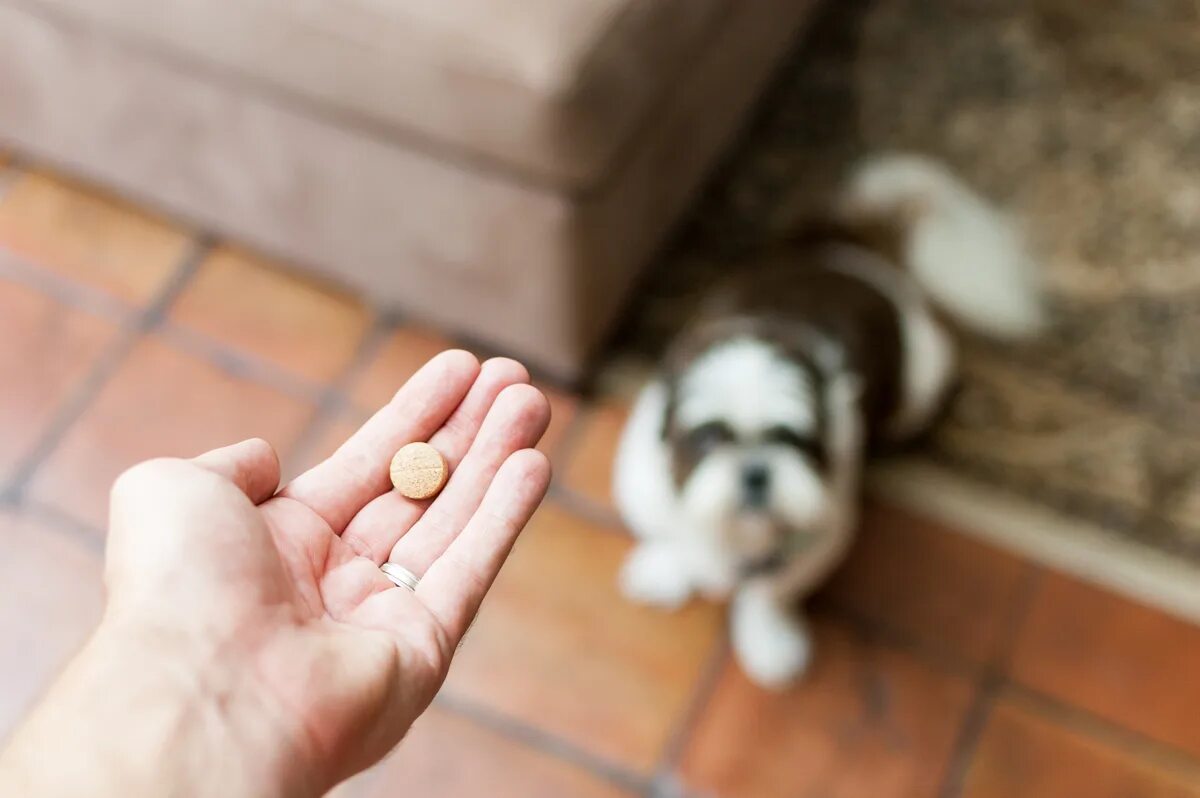 Pet можно ли. Собачьи таблетки. Таблетки для собак. Витамины для собак. Питомцы с таблетками.