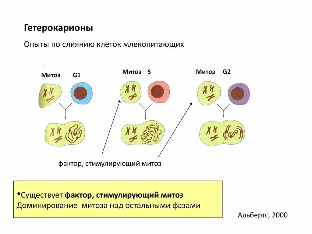 Клеточные гибриды. Гетерокариоз. Гетерокариоз у грибов. Гетерокарионы и синкарионы. Клеточный цикл линейная схема.