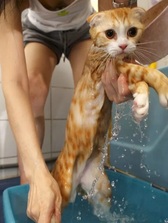 Коты после мытья. Кот моется. Мытые коты. Котенок купается. Мокрая кошка.