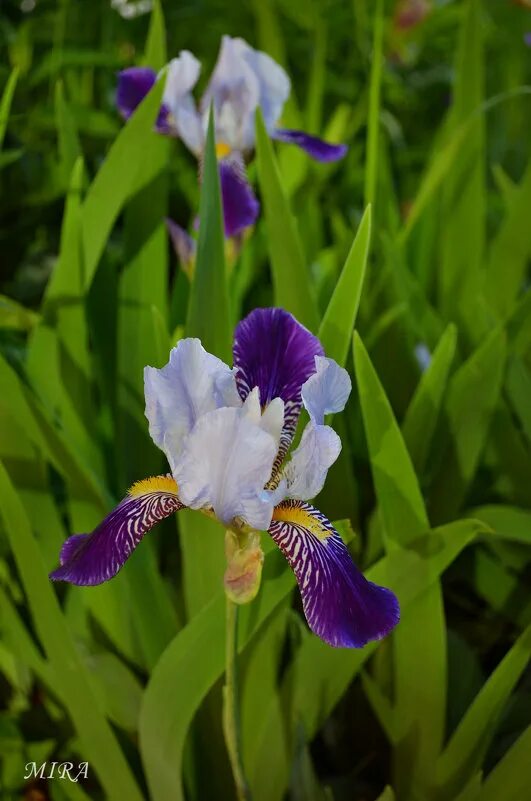 ирис синий. ирис брянск. ирис брянск. ирис сибирский болотный. касатик тигровый.