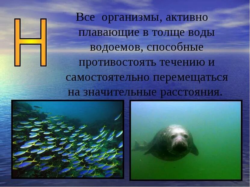 Организмы не способные к активному плаванию. Активно плавающие организмы. Организмы, активно перемещающиеся в толще воды. Передвигается в толще воды. Плавающие в толще воды.