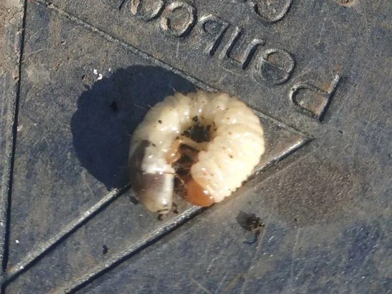 Личинка света. Личинка света. Солер из асторы с личинкой света. Солер из асторы с личинкой света. Подсолнечниковая огневка (homoeosoma nebulella).