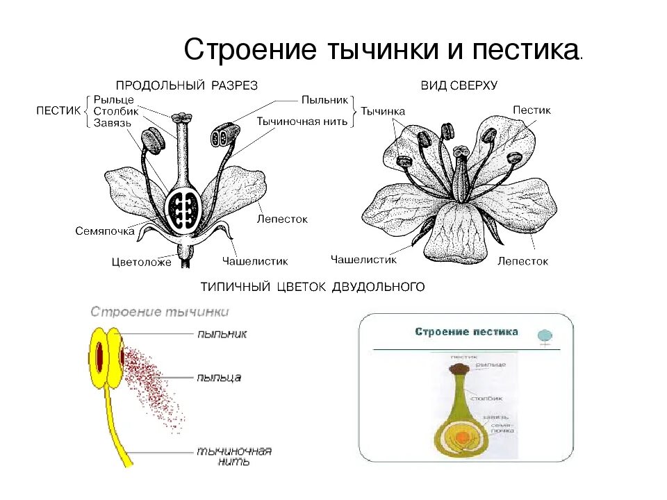 Две главные части цветка. Строение растения тычинка пестик. Схема строения цветка пестик и тычинка. Цветок пестик и тычинка схема. Строение цветка пестик и тычинка.