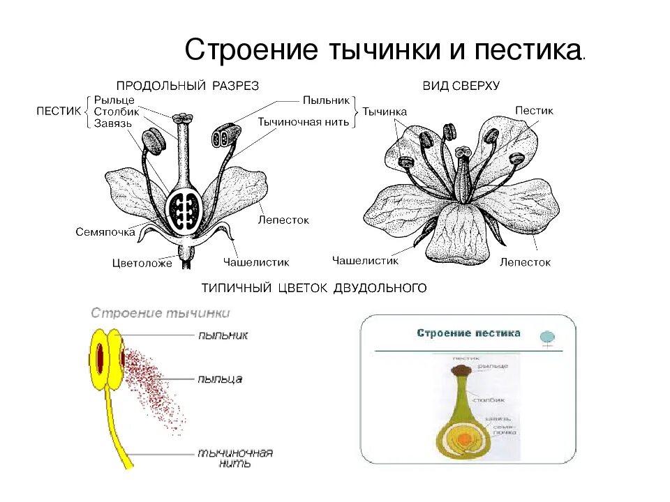 Какое строение имеет пыльца 6 класс. Строение растения тычинка пестик. Схема строения цветка пестик и тычинка. Цветок пестик и тычинка схема. Строение цветка пестик и тычинка.