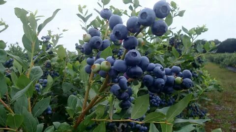 Черника кустовая садовая