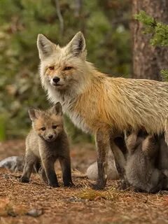 Fox family
