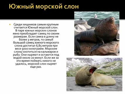 Южный морской слон обитает