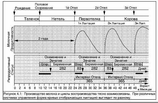 Этапы полового цикла. Периоды лактации коров схема. Годовой цикл молочной коровы схема. Схема лактации коров сервис период. Схемы синхронизация полового цикла у коров.