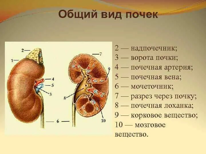 Функция почечной лоханки. Ворота почки функции. Строение почки ворота почки. Выделительная система строение почки 8 класс. Выделительная система лоханка.